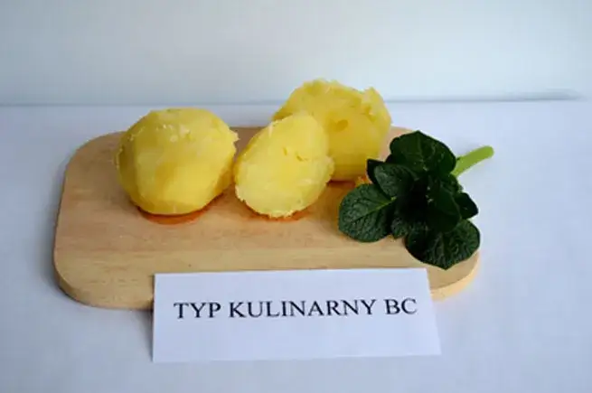 Rodzaje ziemniaków kulinarnych typ A B C